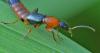 Paederus sp.